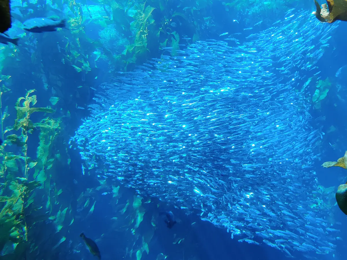 Monterey Bay Aquarium — discounted tickets at 886 Cannery Row, Monterey, CA
